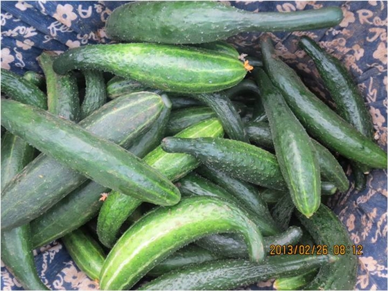 #微肥課堂#黃瓜味苦，天氣or肥料，到底誰(shuí)之過(guò)？