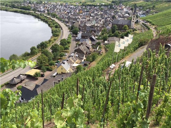 余教授德國鄉村行：摩澤爾河的葡萄魅力在哪兒？