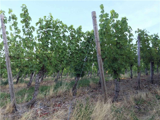 余教授德國鄉村行：摩澤爾河的葡萄魅力在哪兒？