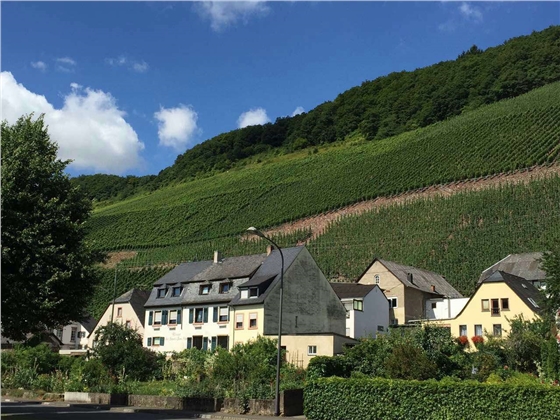 余教授德國鄉村行：摩澤爾河的葡萄魅力在哪兒？