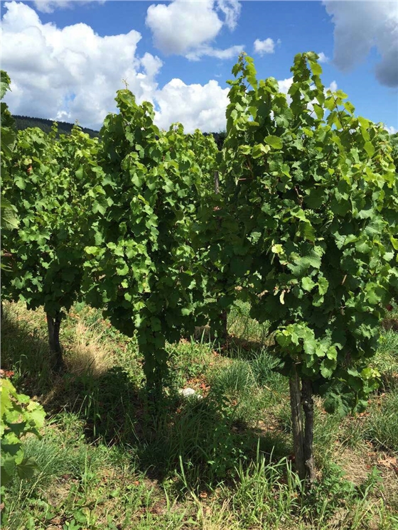 余教授德國鄉村行：摩澤爾河的葡萄魅力在哪兒？