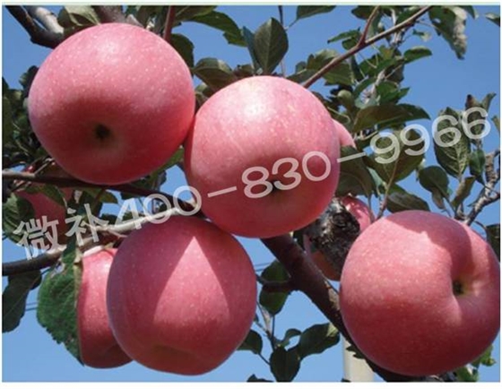 余教授德國鄉村行：雷司令葡萄酒產(chǎn)業(yè)對中國水果產(chǎn)業(yè)有啟示嗎？