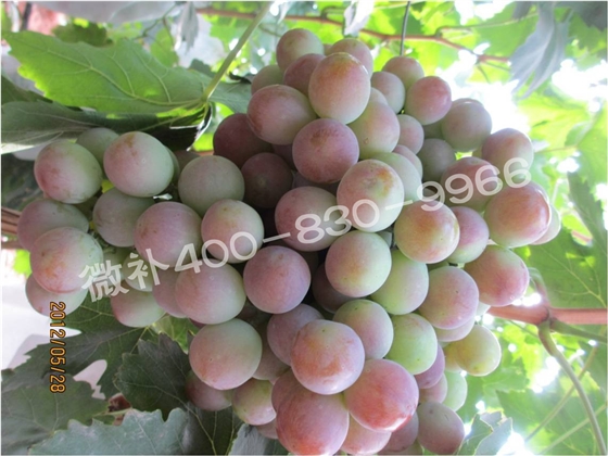 余教授德國鄉村行：雷司令葡萄酒產(chǎn)業(yè)對中國水果產(chǎn)業(yè)有啟示嗎？