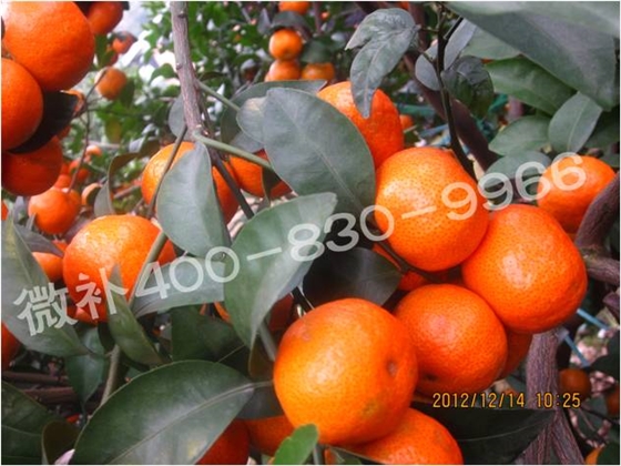 余教授德國鄉村行：雷司令葡萄酒產(chǎn)業(yè)對中國水果產(chǎn)業(yè)有啟示嗎？