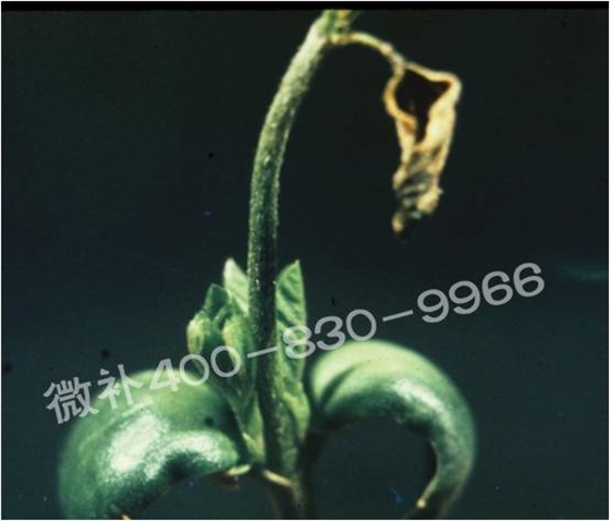 莖尖枯死，到底是缺硼還是缺鈣？