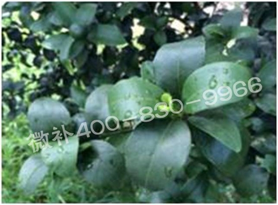 柑橘春梢弱，難抽發(fā)，到底是什么原因？