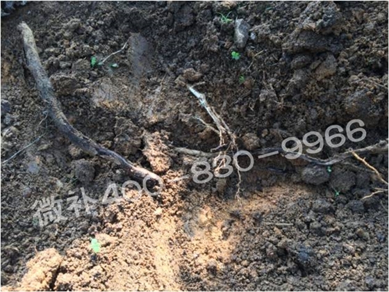 柑橘春梢弱，難抽發(fā)，到底是什么原因？