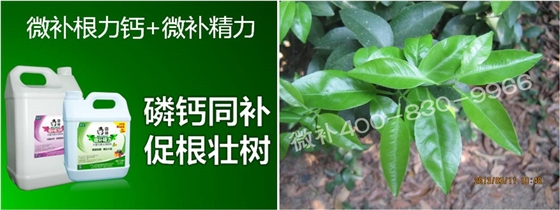 柑橘春梢弱，難抽發(fā)，到底是什么原因？