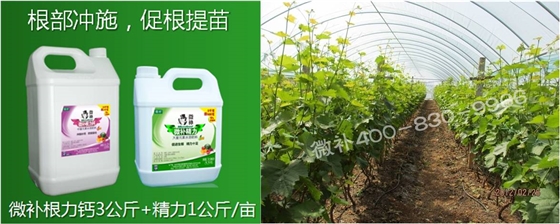 葡萄萌芽期如何預防倒春寒？