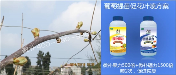 獼猴桃萌芽期如何施肥，才能促進(jìn)萌芽齊、萌芽壯？