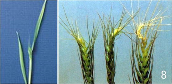 小麥缺硼癥狀是 小麥缺硼癥狀是