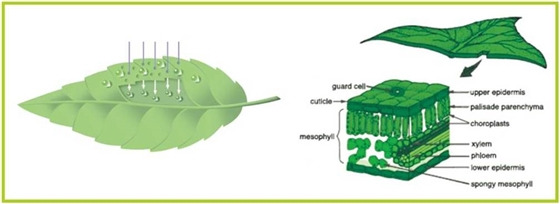 品牌那么多，如何選擇優(yōu)質(zhì)葉面肥？