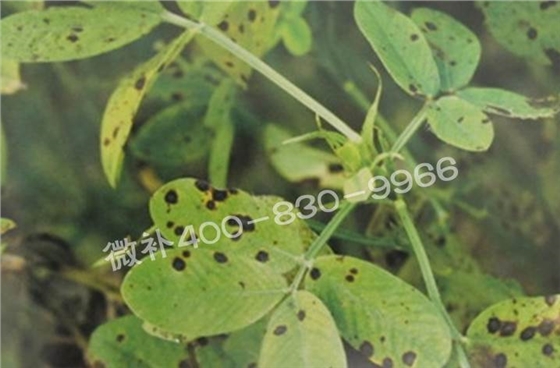 花生缺鉀與花生葉斑病有什么區別？