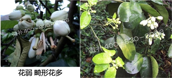 蜜柚促花壯花除了補磷還需要補硼鋅？