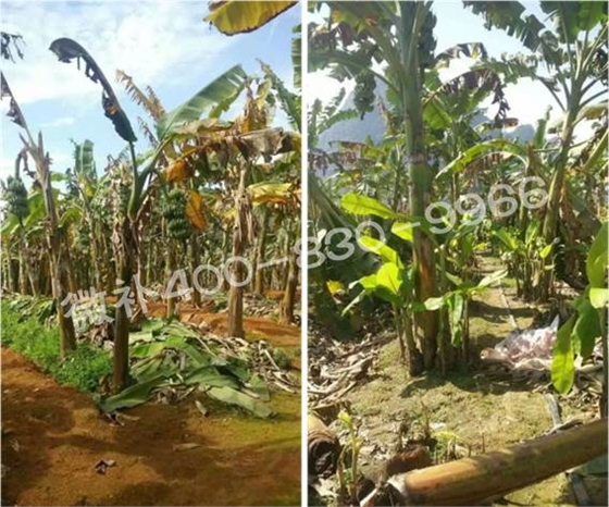 香蕉低溫促長(cháng)