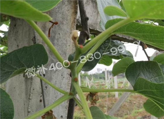 獼猴桃缺鈣對抽梢開(kāi)花有什么影響？