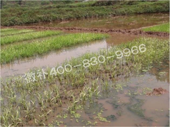 水稻黃秧、爛秧