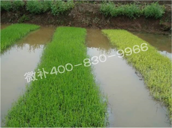 水稻黃秧、爛秧怎么辦？