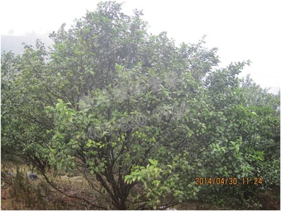 柑橘樹(shù)勢差