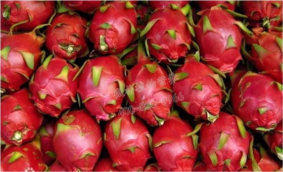 優(yōu)質(zhì)火龍果 優(yōu)質(zhì)火龍果