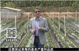 20180108珠江臺搖錢樹：草莓苗弱膨果增甜如何做？