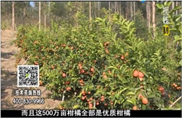 20180115珠江臺搖錢樹：廣西柑橘微補全年管理樹壯增產(chǎn)