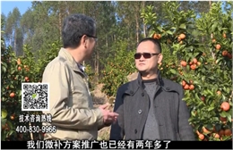 20180122珠江臺搖錢樹：廣西柑橘如何管？產(chǎn)量賣相好?