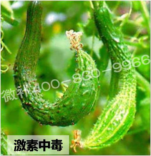 #微肥課堂#葉面肥含激素好嗎？