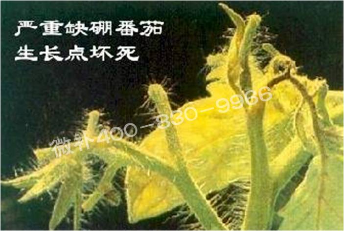 莖尖枯死，到底是缺硼還是缺鈣？