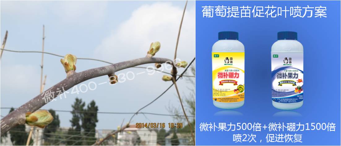 獼猴桃萌芽期如何施肥，才能促進(jìn)萌芽齊、萌芽壯？