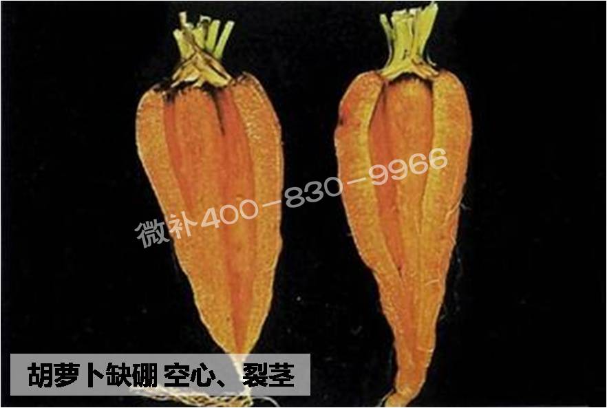 大田作物缺硼，就用高生物活性海藻液體硼，補硼更有效！