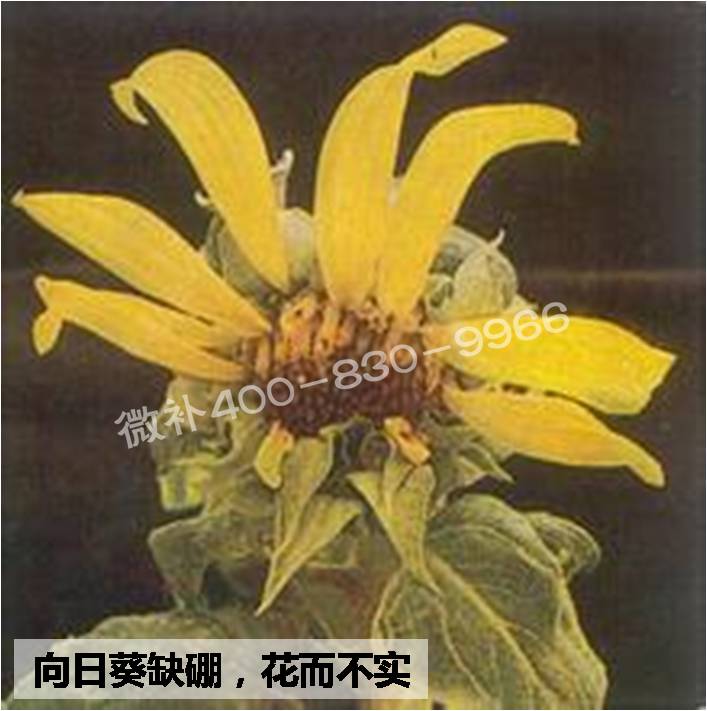 大田作物缺硼，就用高生物活性海藻液體硼，補硼更有效！