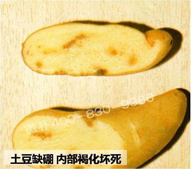 大田作物缺硼，就用高生物活性海藻液體硼，補硼更有效！