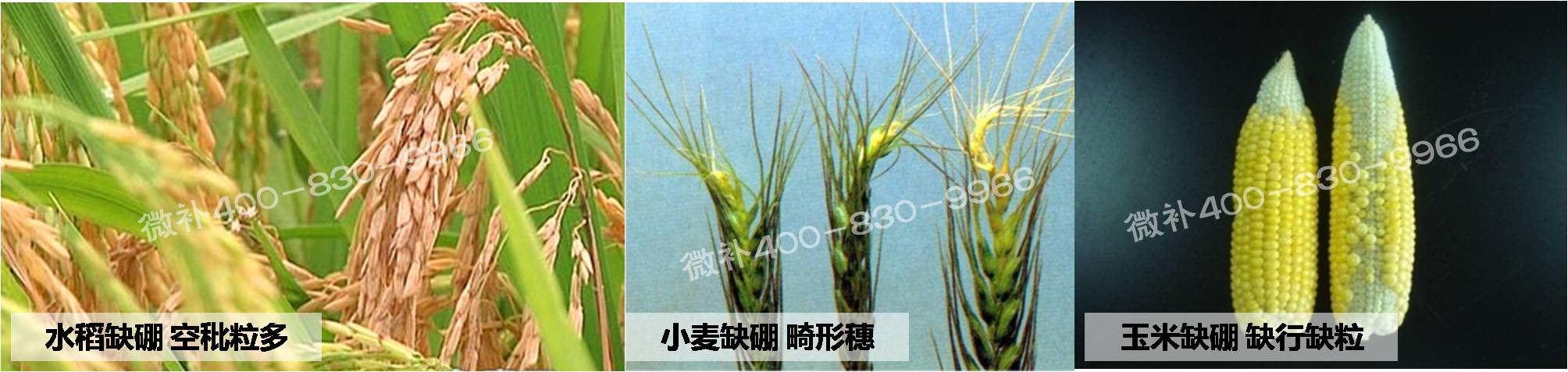 大田作物缺硼，就用高生物活性海藻液體硼，補硼更有效！