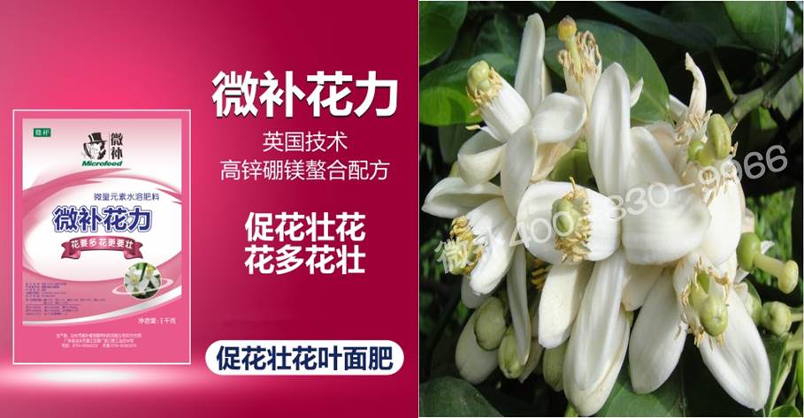 蜜柚促花壯花除了補磷還需要補硼鋅？