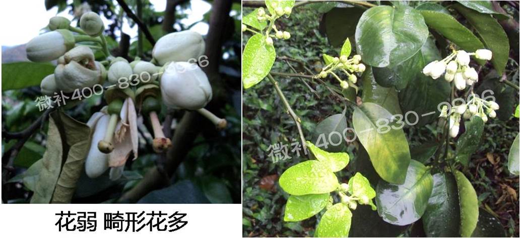 蜜柚促花壯花除了補磷還需要補硼鋅？