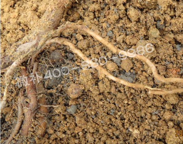 獼猴桃缺鈣對抽梢開(kāi)花有什么影響？