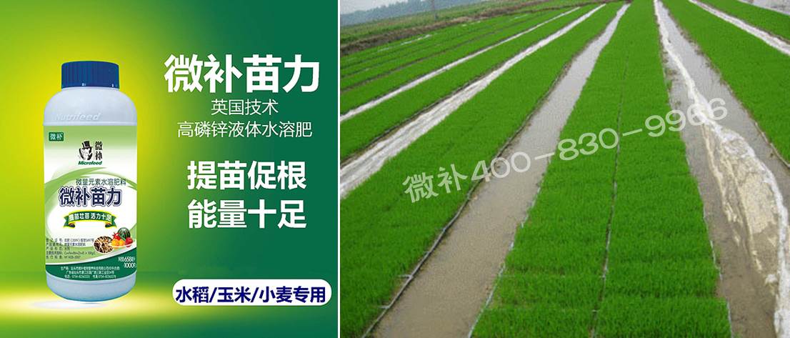 水稻黃秧、爛秧怎么辦？