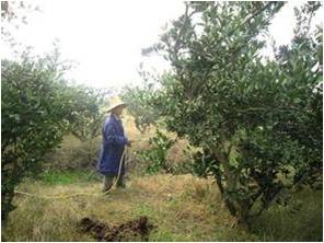 柑橘樹(shù)噴藥 柑橘樹(shù)噴藥