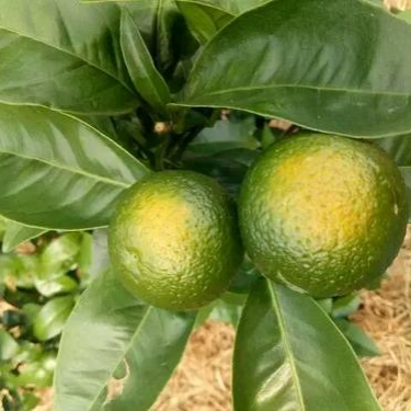 太陽(yáng)果 太陽(yáng)果