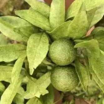 紅蜘蛛危害 紅蜘蛛危害