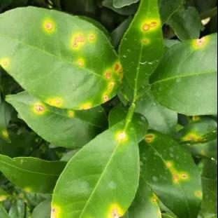 潰瘍病葉.jpg 潰瘍病葉.jpg