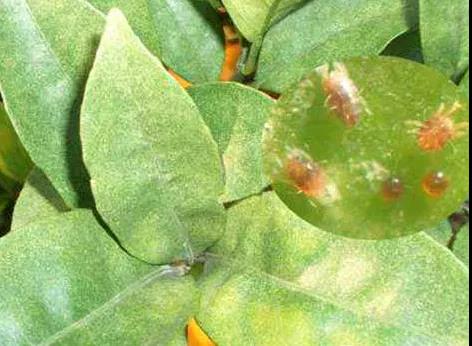 紅蜘蛛危害.jpg 紅蜘蛛危害.jpg