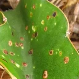 潰瘍病枝.jpg 潰瘍病枝.jpg