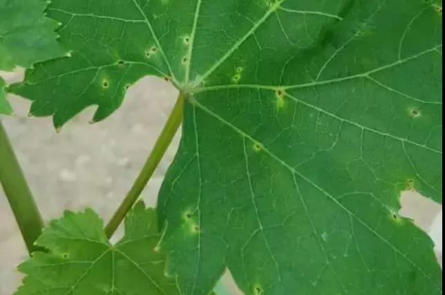 葉片初期.jpg 葉片初期.jpg