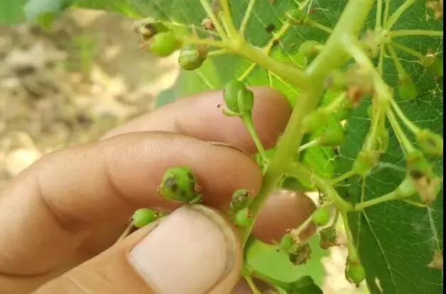 果實(shí)初期癥狀.jpg 果實(shí)初期癥狀.jpg