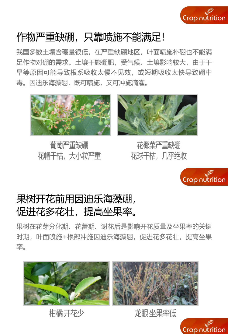 因迪樂(lè )有機海藻硼_03.jpg 因迪樂(lè )有機海藻硼_03.jpg