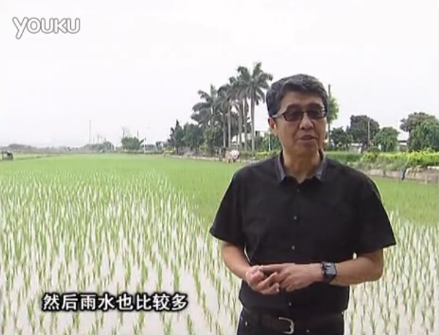 20160530珠江臺搖錢樹：水稻、甘蔗用微補方案，促根壯長勢，提高收益