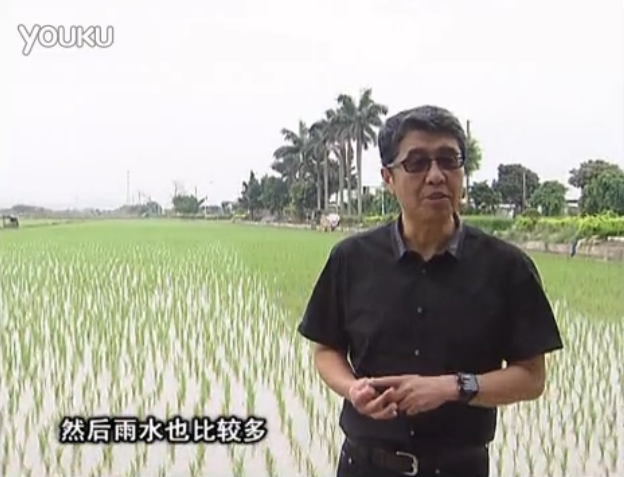 20160530珠江臺搖錢(qián)樹(shù)：水稻、甘蔗用微補方案，促根壯長(cháng)勢，提高收益