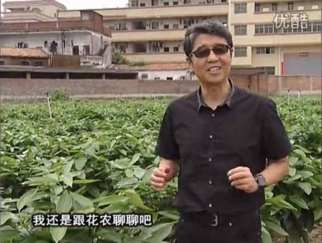 20160606珠江臺搖錢(qián)樹(shù)：觀(guān)葉植物用微補方案，壯根提長(cháng)、保葉抗病好！